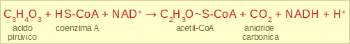 reazione di formazione dell'acetil-CoA