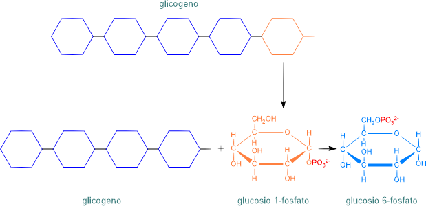 glicogenolisi