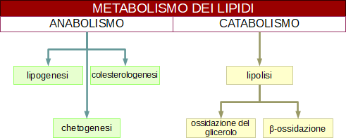 metabolismo dei lipidi