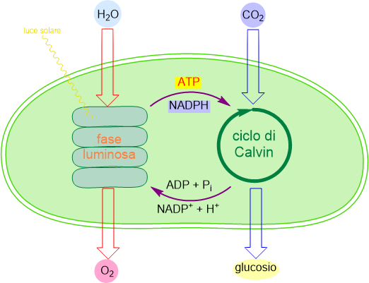 posizione delle fasi nel cloroplasto