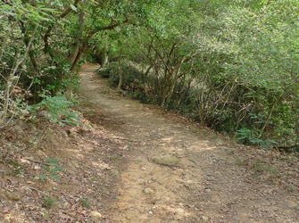 Bosco nel tratto finale