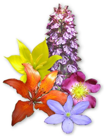 flora euganea