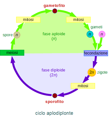 ciclo aplodiplonte